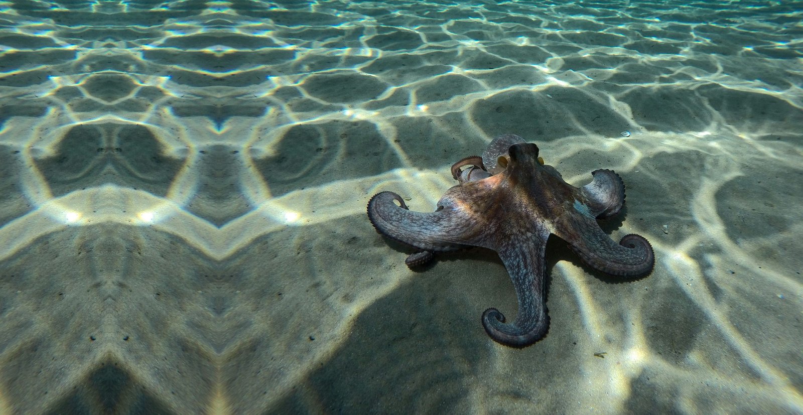 Pulpo sobre fondo de arena en aguas claras y poco profundas