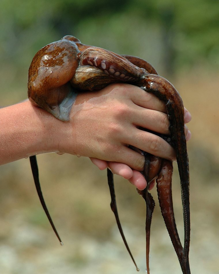 Mano sosteniendo un pulpo recién pescado
