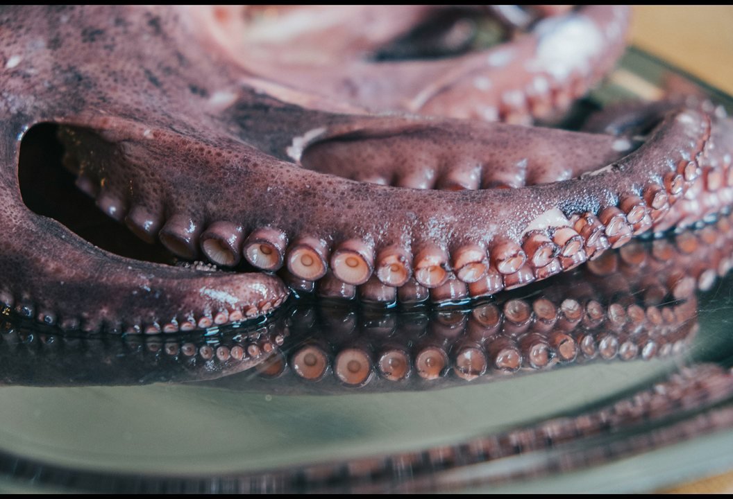 Ventosas de pulpo fresco